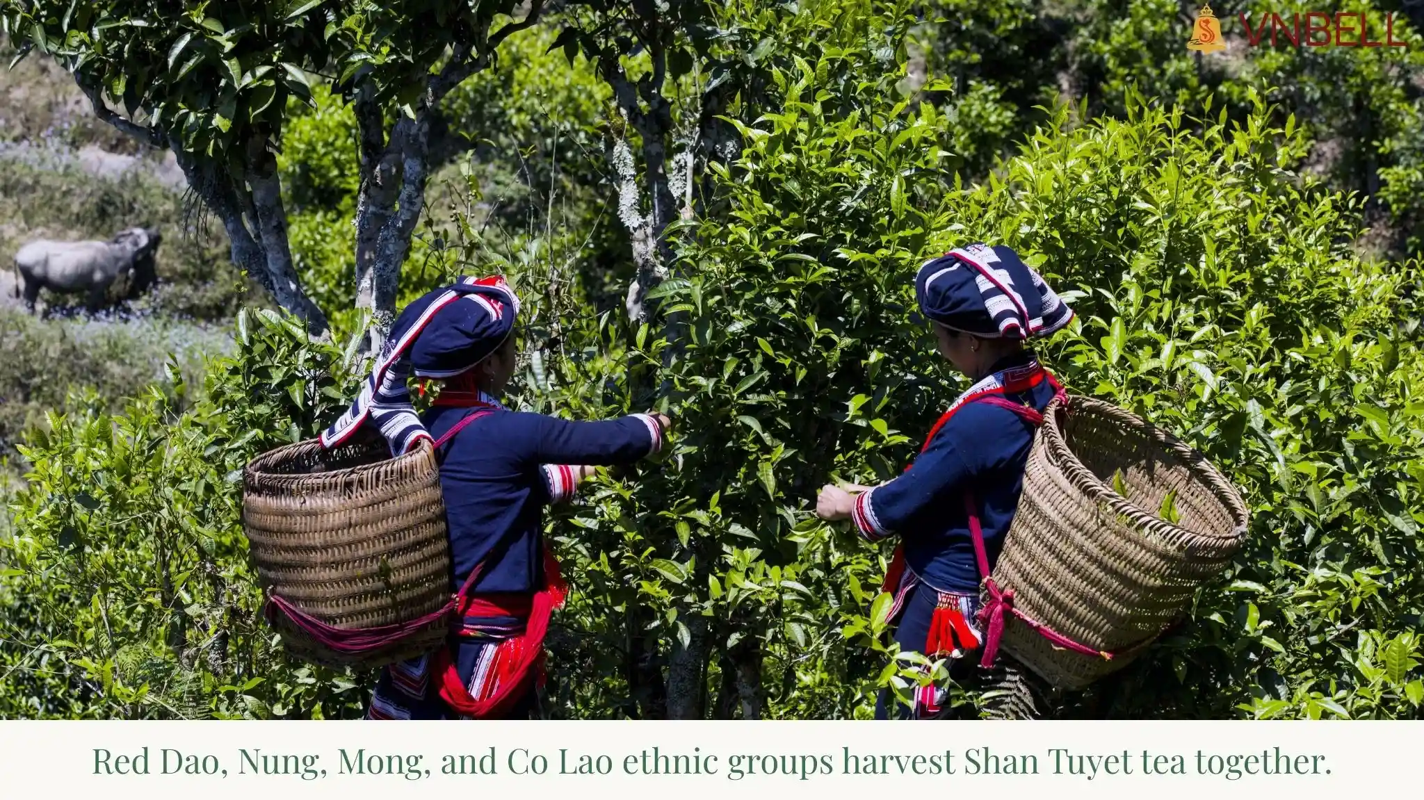 Red Dao, Nung, Mong and Co Lao ethnic groups harvest Shan Tuyet tea together