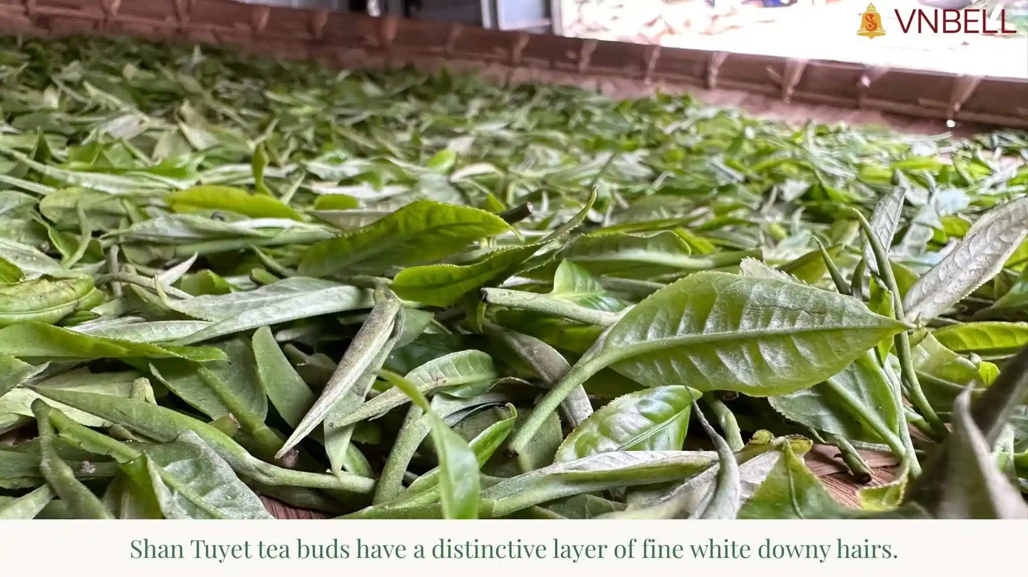 Shan Tuyet tea buds have a distinctive layer of fine white downy hairs