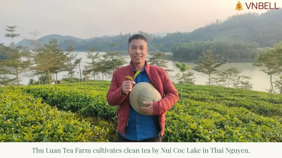 Thu Luan Tea Farm cultivates clean tea by Nui Coc Lake in Thai Nguyen.