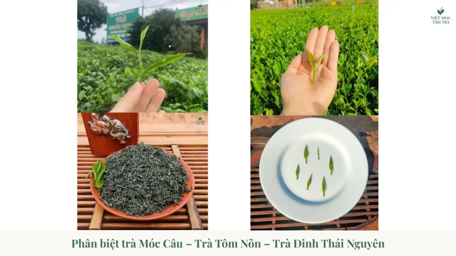 Hook, Shrimp Bud, or Nail Tea? Distinguishing Thai Nguyen Green Tea Types