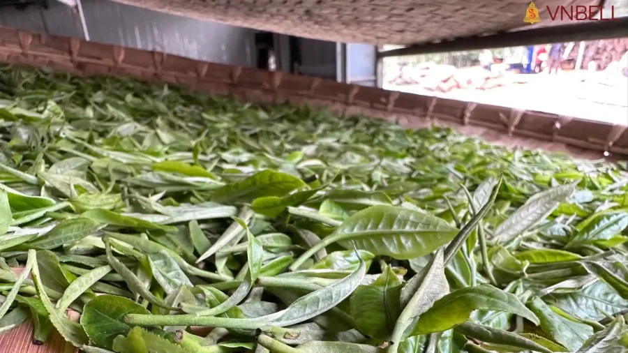 The Secret Behind Shan Tuyet Ancient Tree Tea’s Lasting Sweetness