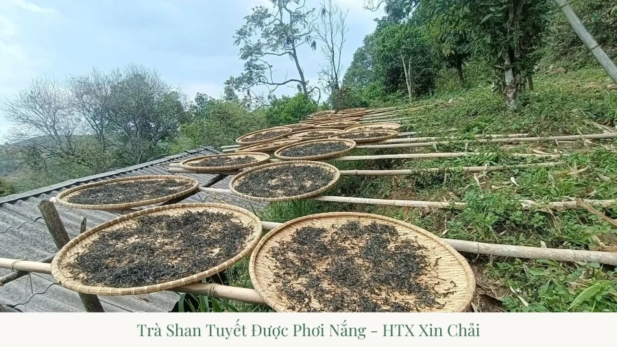 Ancient Shan Tuyet Tea Xin Chai: A 300-Year Heritage from Lai Chau
