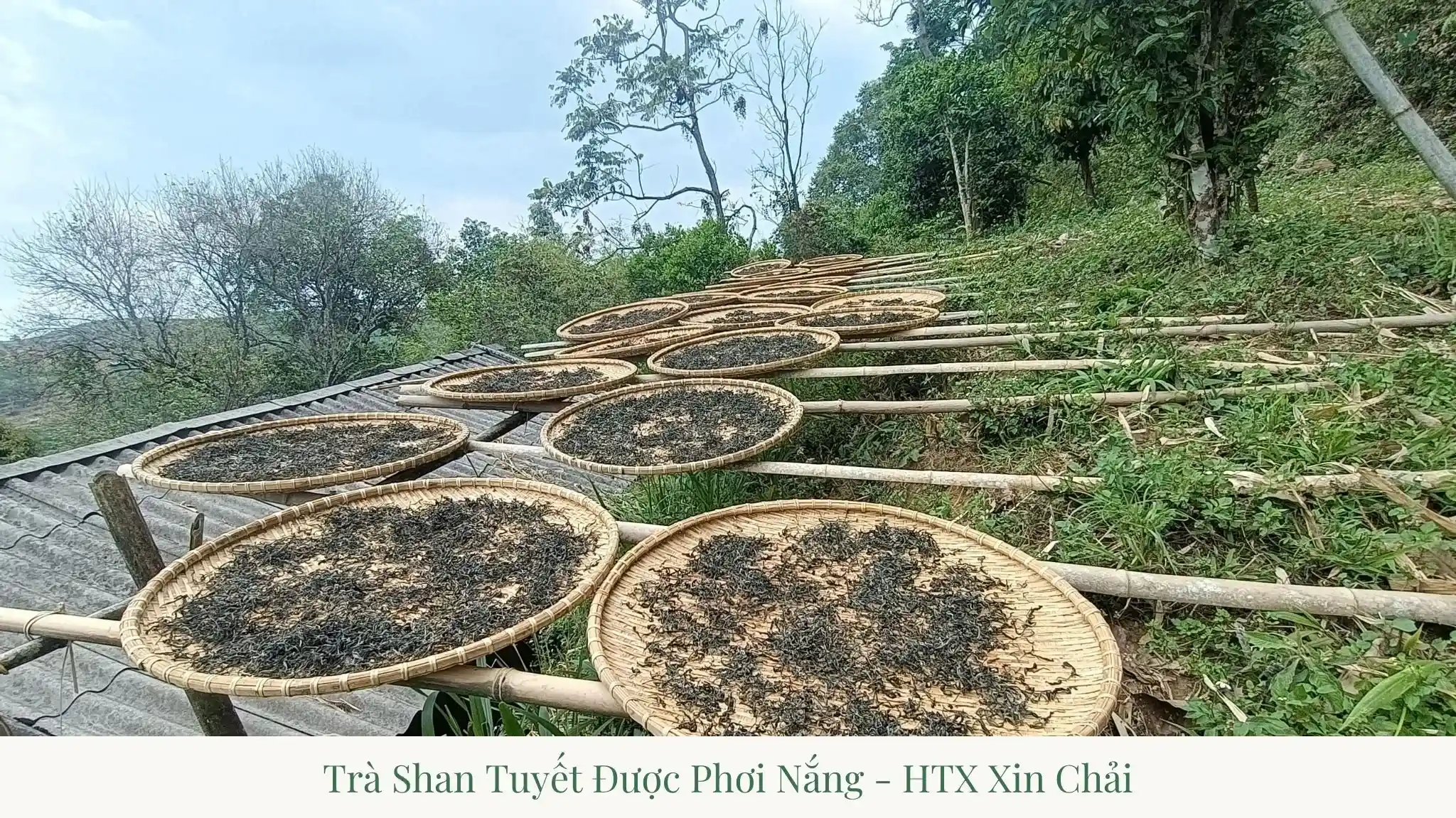 Ancient Shan Tuyet Tea Xin Chai: A 300-Year Heritage from Lai Chau