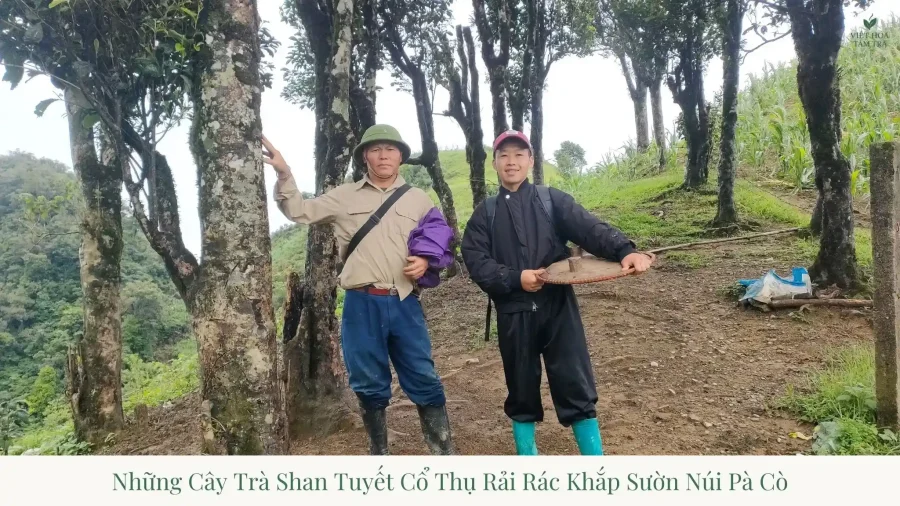 Pa Co Shan Tuyet Tea: Phang A Gang Artisanal Family Estate
