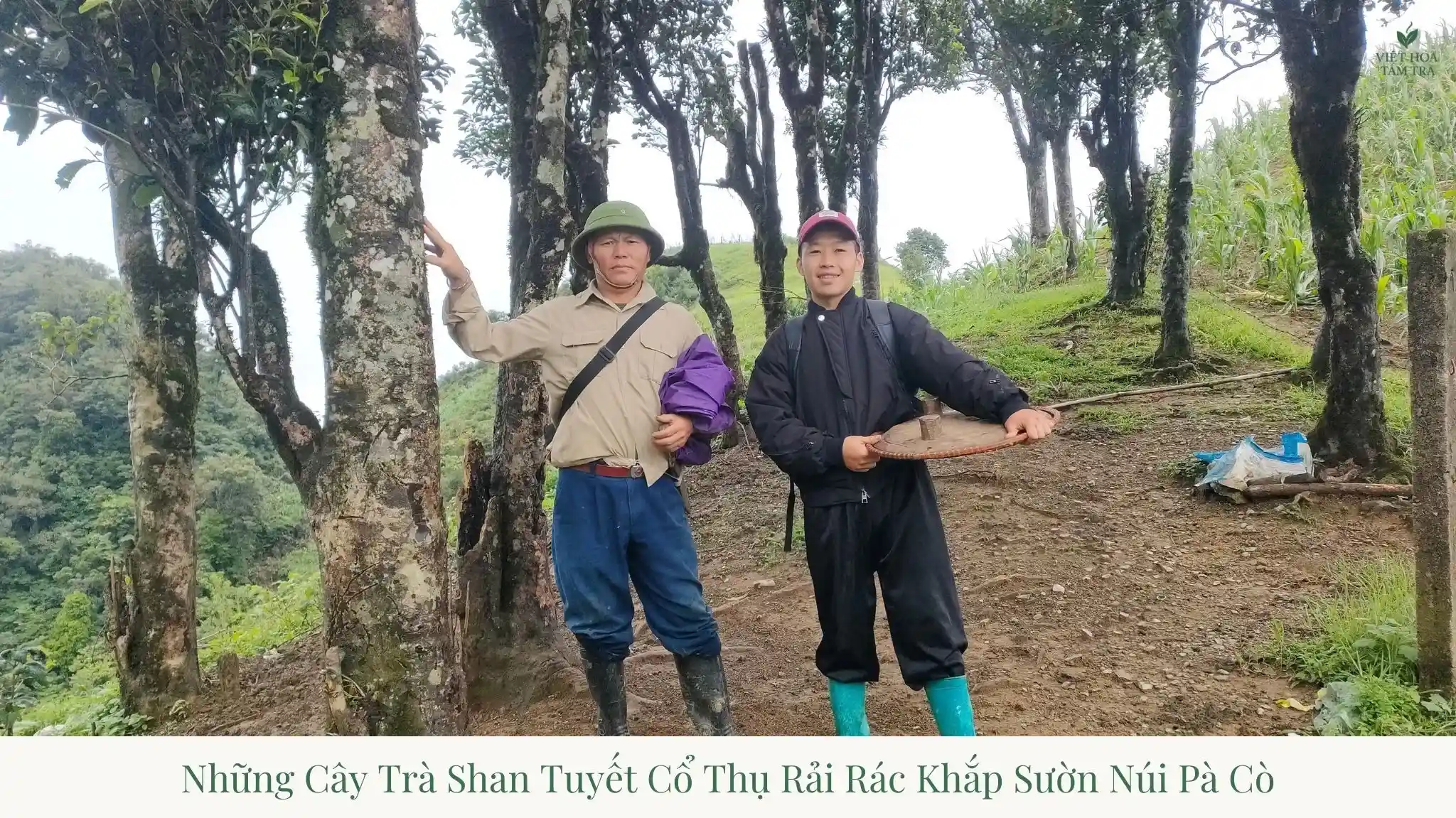 Pa Co Shan Tuyet Tea: Phang A Gang Artisanal Family Estate
