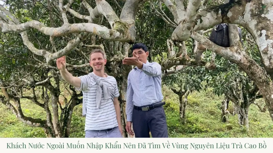 Ancient Shan Tuyet Tea: Living Legend of Primordial Tea Culture